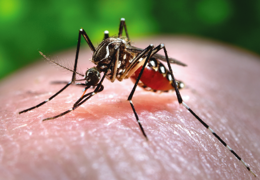 Preventing the spread of Zika Fever with Zika Virus Aircraft Insecticide