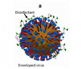 Disinfectant efficacy on Covid-19 mutations (emerging genetic variants of concern) – Delta variant update